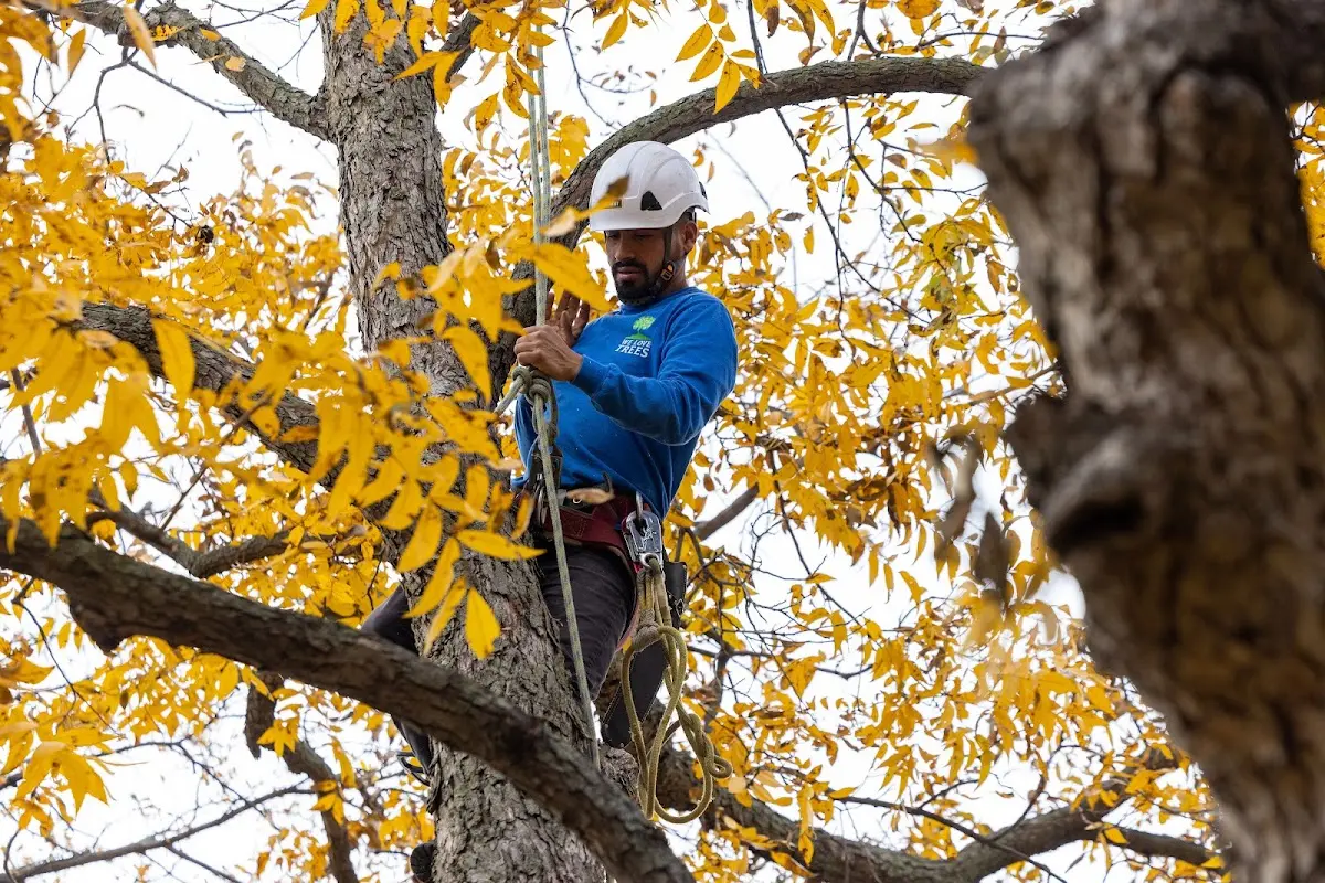 Skilled Tree Pruning crew working in South Heights